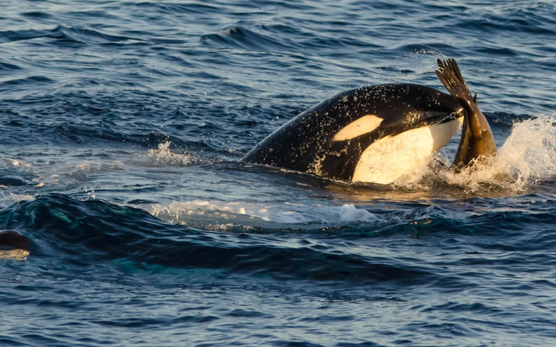 Marine Wildlife Adventure Whale & Dolphin Watching from Long Beach - Family plans and access