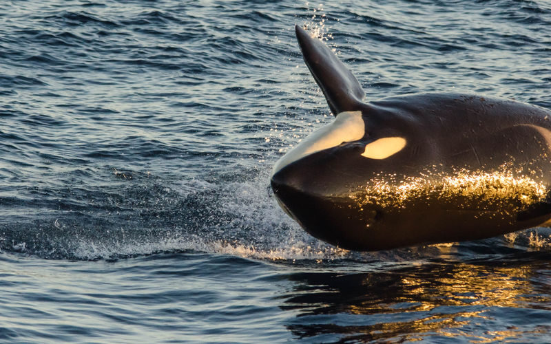 Marine Wildlife Adventure Whale & Dolphin Watching from Long Beach - How much value do you get?