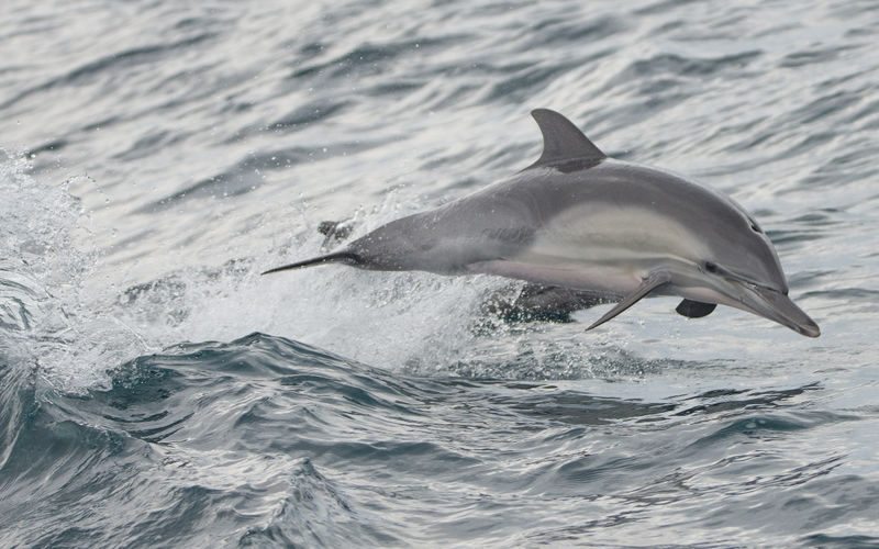 Marine Wildlife Adventure Whale & Dolphin Watching from Long Beach - Booking details worth keeping handy