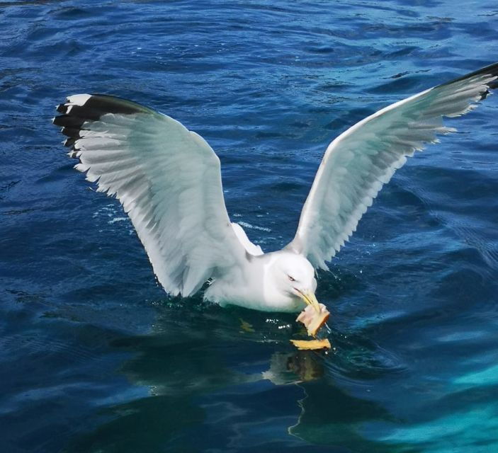 Maristella: Porto Conte Park Snorkeling Boat Tour - Activity Overview