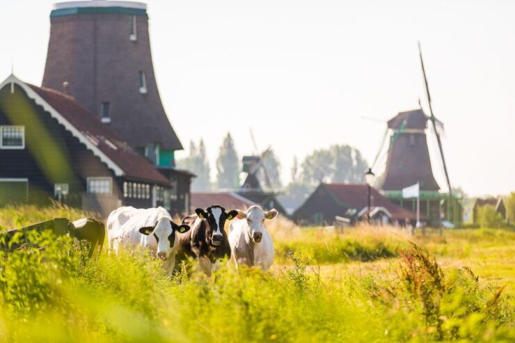 Marken, Volendam, and Edam Full-Day Tour From Amsterdam - Tour Experience