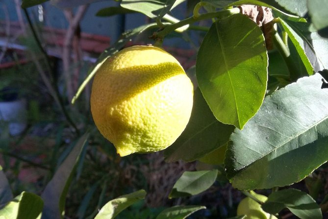 Market Tour, Traditional Cooking and Limoncello Class - Cooking Class Experience