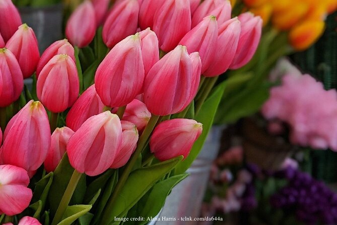 Markets and Masterpieces: Amsterdam Private Full-Day Walking Tour - Reviews and Ratings