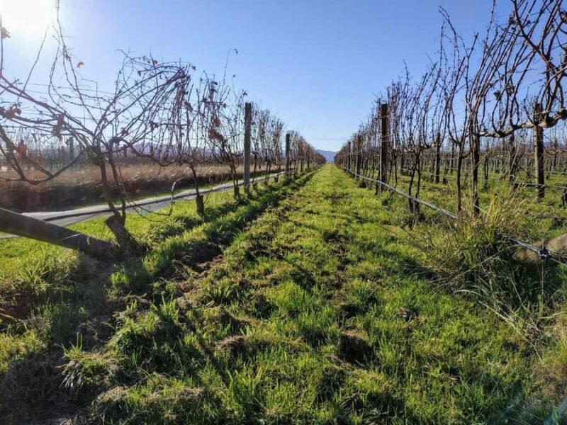 Marlborough: Blenheim Wine Tour; Afternoon of Wine only - Good To Know