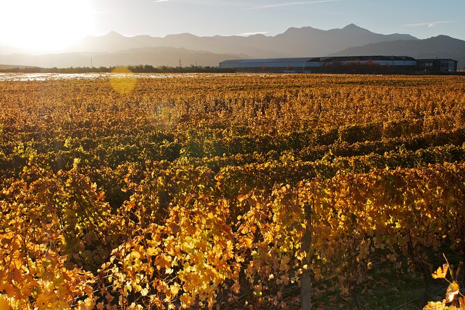 Marlborough Discovery Full Day Wine Tour - Blenheim - Common Questions