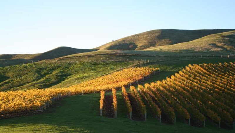 Marlborough: Full-Day Wine and Seafood Tour with Cruise - Introduction
