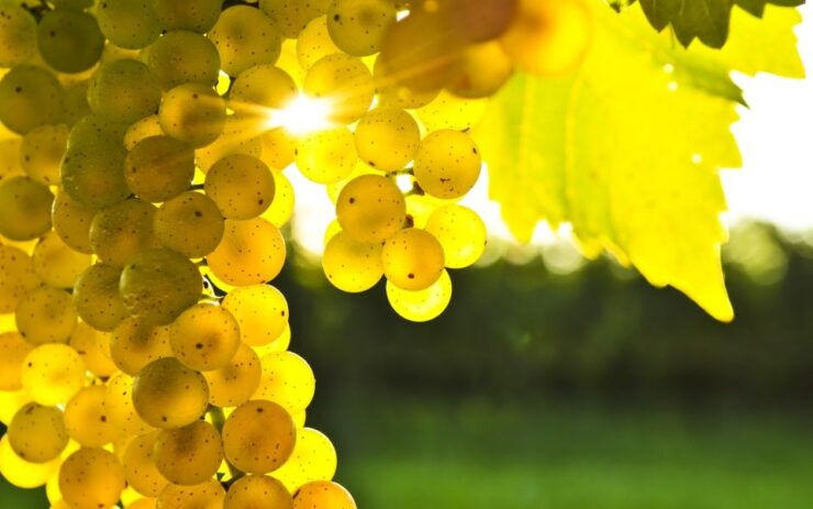 Marlborough Full Day Wine Tour - Experience Highlights