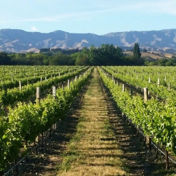 Marlborough Full Day Wine Tour - The Sum Up