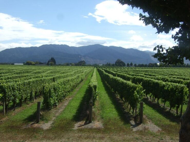 Marlborough Half-Day Wine Tour From Blenheim - Tour Experience