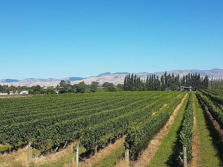 Marlborough: Private Winery Tour by Bicycle - Experience