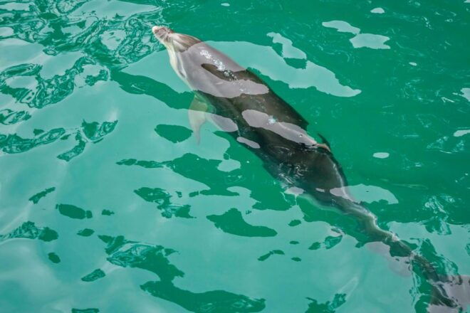 Marlborough Sounds and Ship Cove Cruise From Picton - Exploring Ship Cove With Captain Cooks Legacy