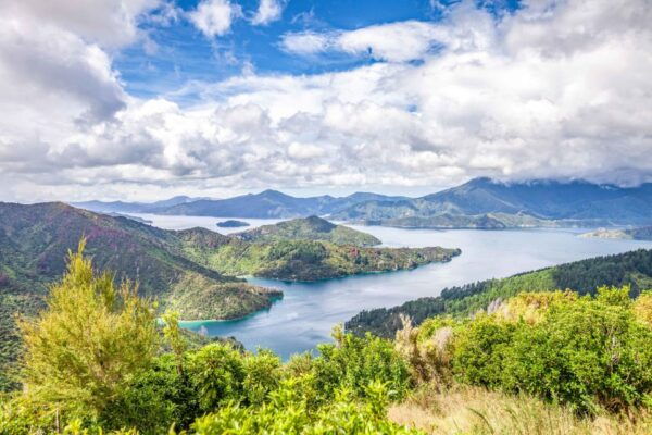 Marlborough Sounds and Ship Cove Cruise From Picton - Inclusions and Optional Keep Cup Purchase