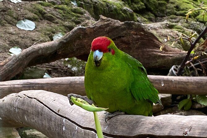 Marlborough Sounds Day Visit to Lochmara - Final Thoughts: Is it worth it?