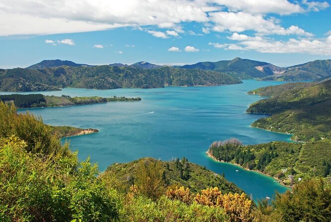 Marlborough Sounds Greenshell Mussel Tasting Cruise - Overview