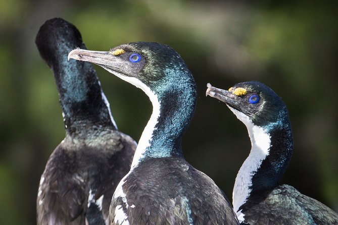 Marlborough Sounds Ultimate Cruise - Wildlife Sightings