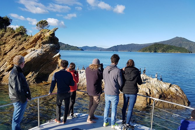 Marlborough Sounds Ultimate Cruise - Trip Experience