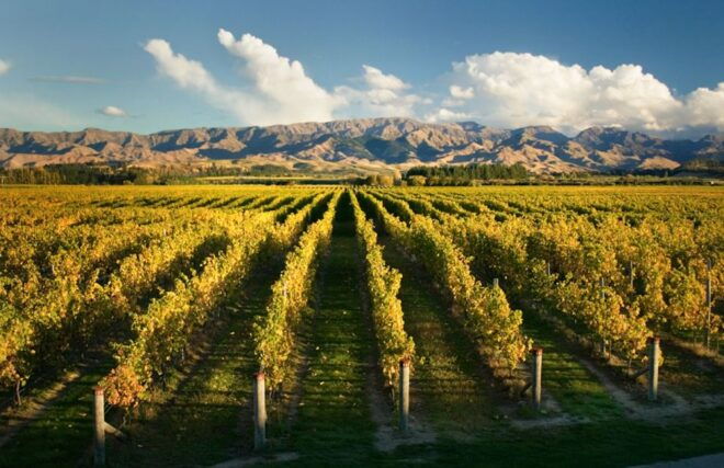 Marlborough: Wineries Visit and Tasting Session - Inclusions