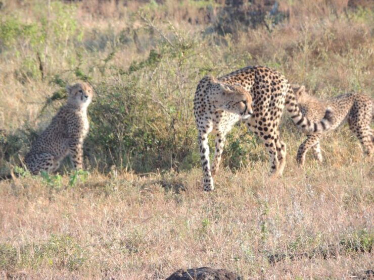 Marloth Park: Kruger National Park Safari Game Drives - Experience Description