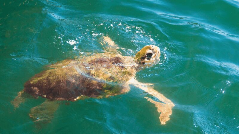 Marmaris: Dalyan, Turtle Beach, and Kizilkum Bay Boat Tour - Final Thoughts