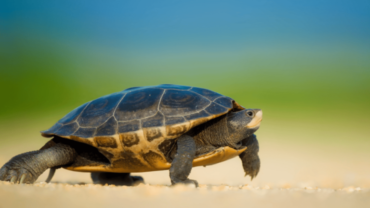 Marmaris: Dalyan, Turtle Beach, and Kizilkum Bay Boat Tour - Key Points