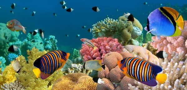 Marmaris: Scuba Diving With a Qualified Instructor - Instructor Qualifications