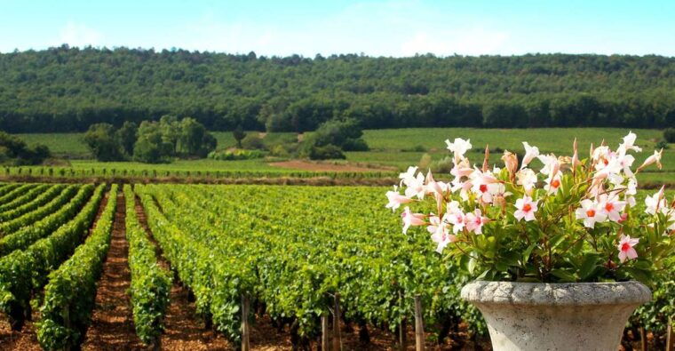 Marne: Champagne Region Private Day Tour With Lunch - Booking Information and Pricing