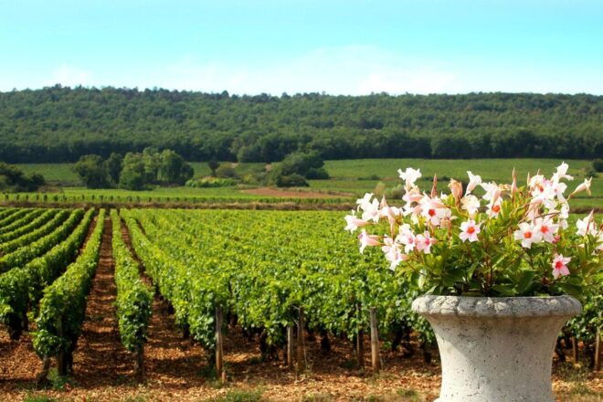 Marne: Champagne Region Private Day Tour With Lunch - Detailed Tour Description