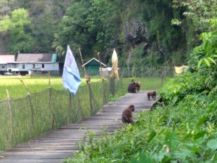 Maros : Walk & Boat Trip Rammang Rammang - Key Points
