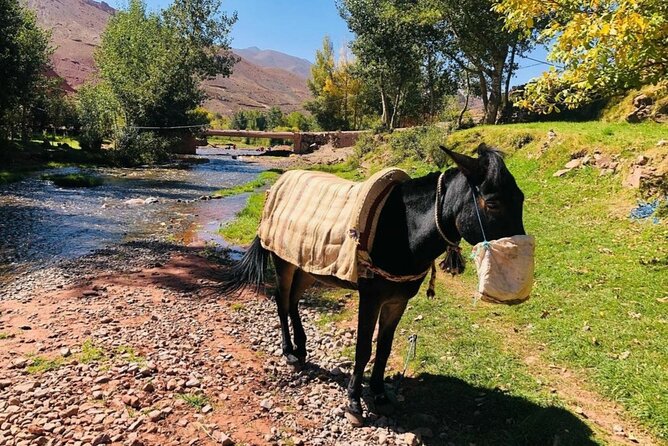 Marrakech: 2-Day Atlas Mountains Trek With Village Stay - Immersive Village Stay Experience