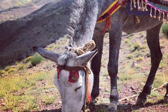Marrakech: 2-Day Atlas Mountains Trek With Village Stay - Local Culture and Traditions