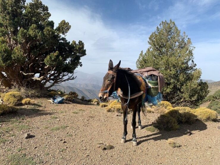 Marrakech: 2 Day Trek Atlas Mountains and Berber Villages - Experience Highlights