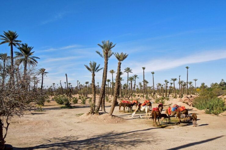 Marrakech: 2-Hour Quad Bike & Camel Ride in Palmeraie - Ticket Information
