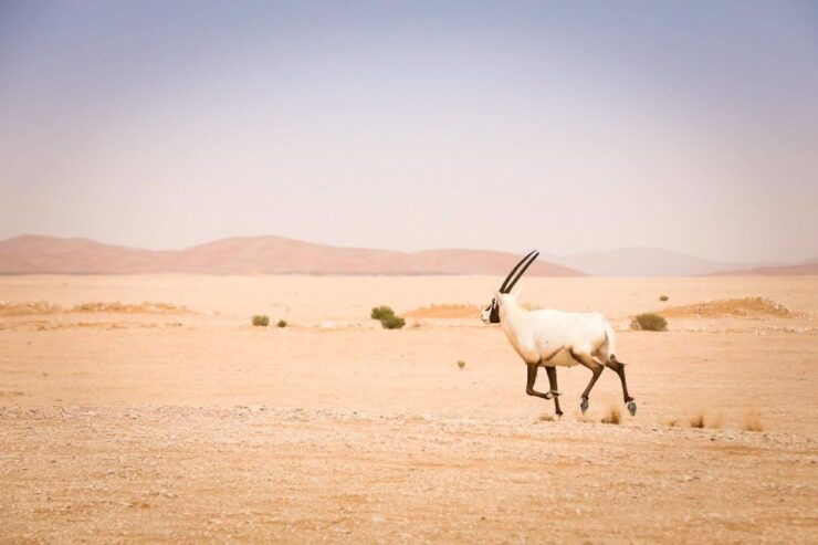 Marrakech: 3-Days Merzouga Instagramable Tour - Booking Details
