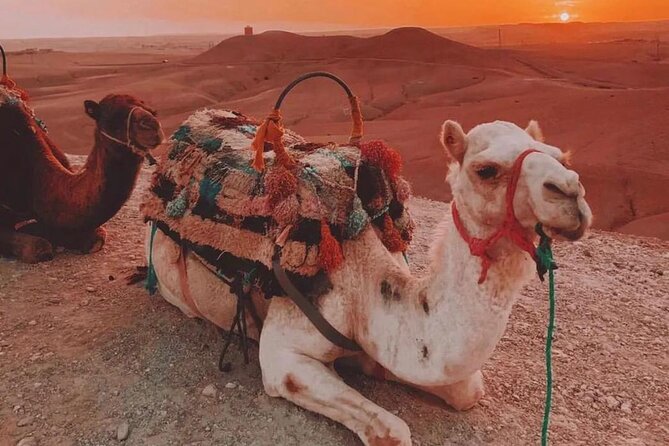 Marrakech : Agafay Desert Evening Trip Under the Stars - Trip Overview