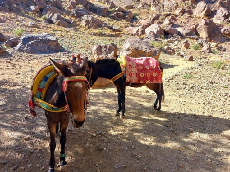 Marrakech: Atlas Mountains & Agafay Desert With Camel Ride - Highlights