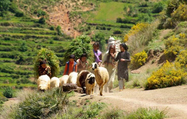 Marrakech Atlas Mountains, Berber Villages & Waterfall Tour - Booking Information