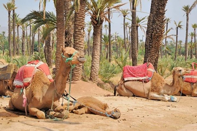 Marrakech Camel Ride Experience With Pick-Up - Pre-Booking Your Marrakech Camel Ride