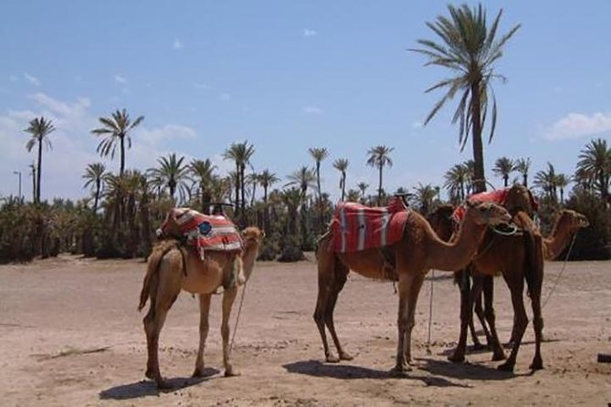 Marrakech Camel Ride Experience With Pick-Up - Taking in the Culture of Berber Villages