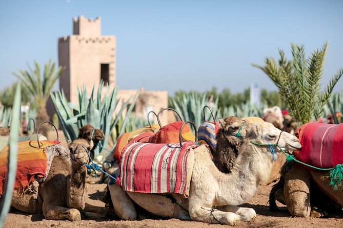 Marrakech Camel Ride Experience With Pick-Up - Common Questions