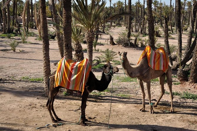 Marrakech Camel Ride Experience With Pick-Up - The Sum Up