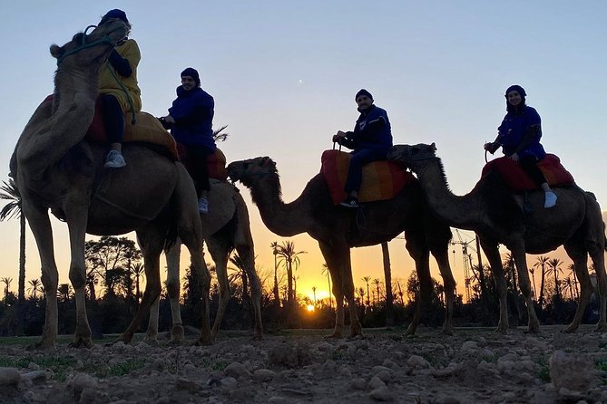 Marrakech Camel Ride in Palm Grove - Booking and Pricing Information