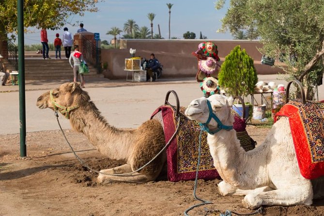 Marrakech Camel Ride in the Oasis Palmeraie - Tour Overview