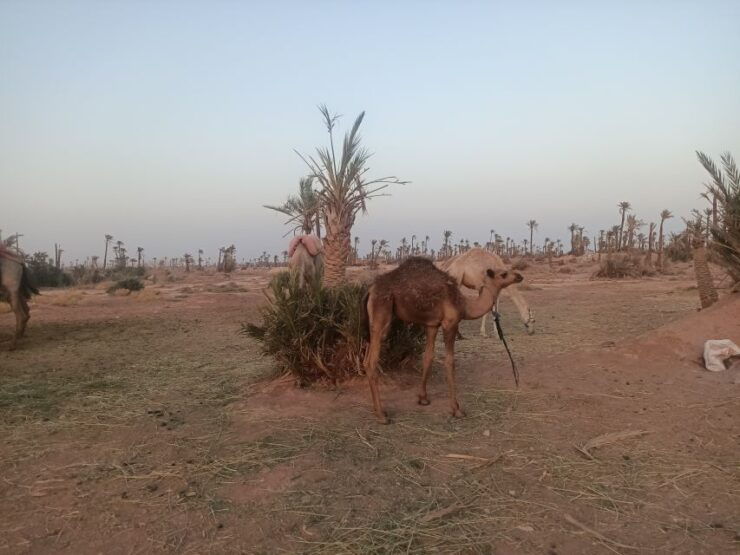 Marrakech Camel Ride in the Palm Grove - Experience Highlights
