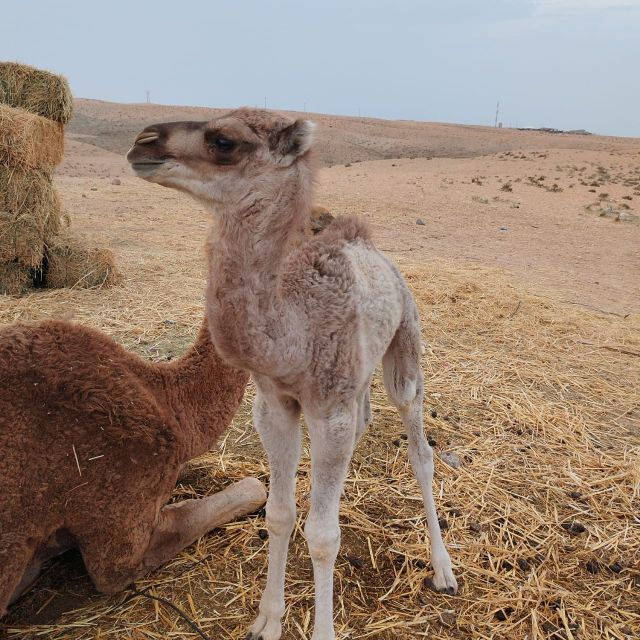 Marrakech: City Tour - Marrakech City Tour Overview