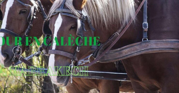 Marrakech City Tour by Horse-Carriage Ride - Activity Details