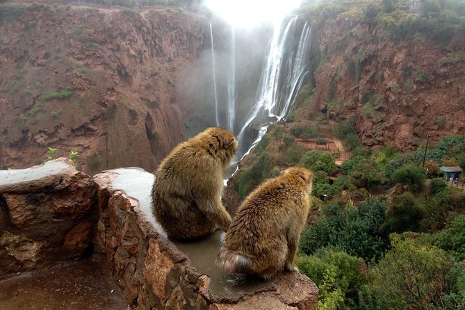 Marrakech Day Tour to Ouzoud Falls - Good To Know