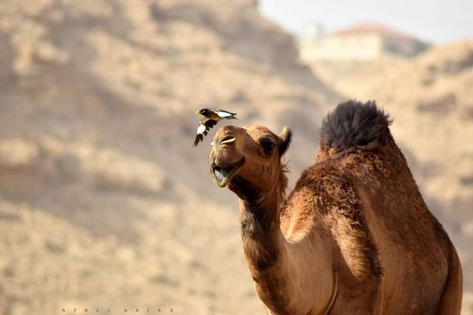 Marrakech: Desert Dinner/ Show With Camel Ride or Quad Bike - Traveler Experience