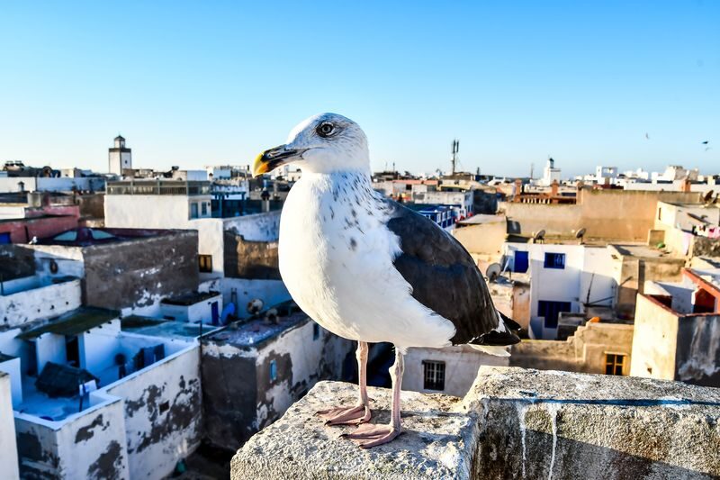 Marrakech Essaouira Day Trip: Small Group Guided Tour - Finding your way through Essaouira’s medina