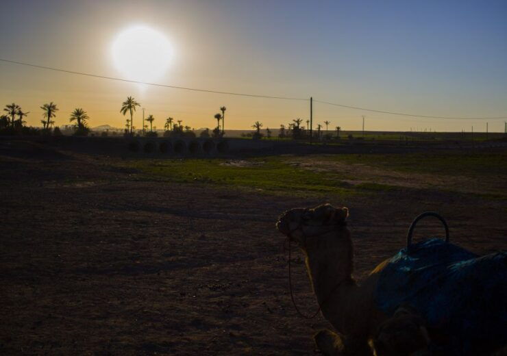 Marrakech : Exciting Camel Ride in Palmeraie - Experience Highlights