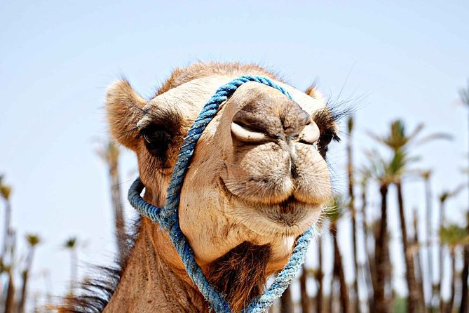 Marrakech Experience: PalmGrove Camel Ride Excursion - What To Expect